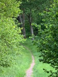 Trail amidst trees in forest