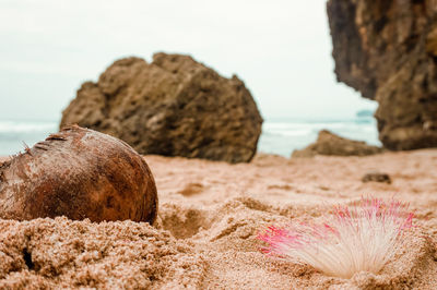 Close-up of rock on beach against sky