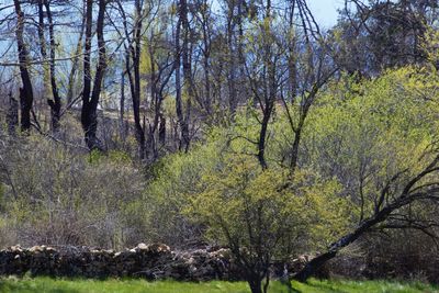 Trees growing on field in forest