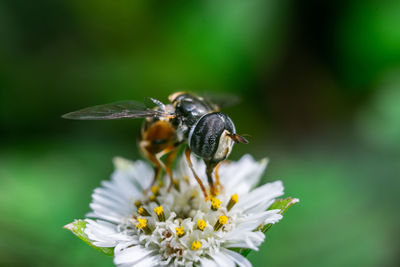 Close-up of bee pollinating on flower