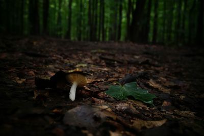 Leaves on tree trunk in forest