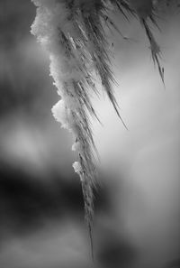 Close-up of frozen plant against sky