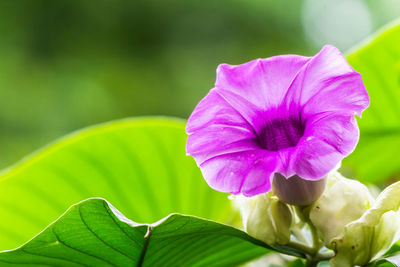 Close-up of pink flowering plant