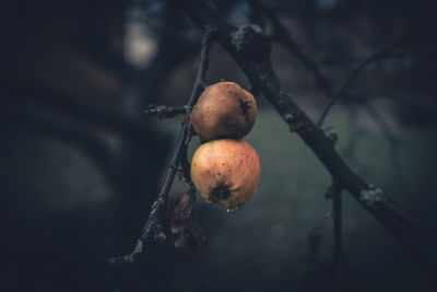 Close-up of fruits growing on tree