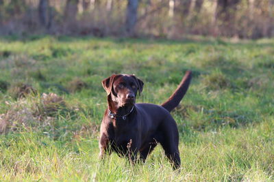 Black dog standing on field