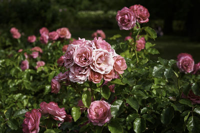 Close-up of rose blooming outdoors