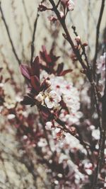 Close-up of flowers on tree