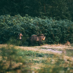 Sheep on grass in forest