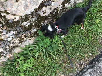 High angle view of black dog