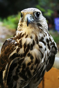 Close-up portrait of owl