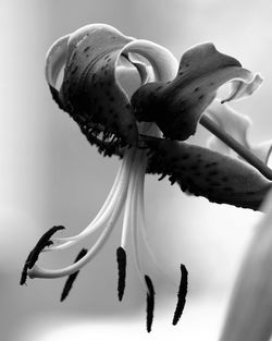Close-up of flowers against blurred background
