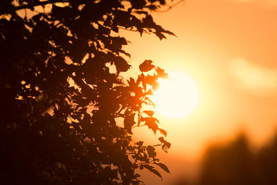 Low angle view of silhouette tree during sunset