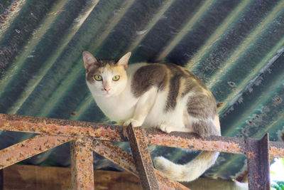 Portrait of cat sitting on metal