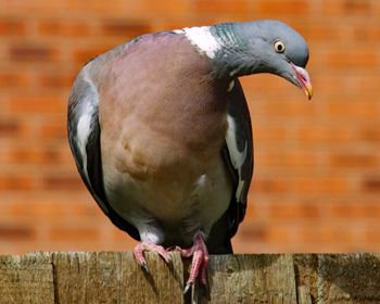 Close-up of bird perching on wood