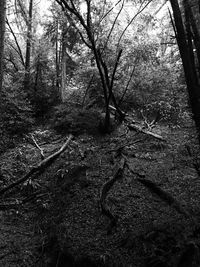 Close-up of trees in forest