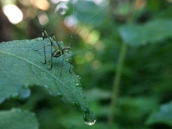 Close-up of insect on leaf