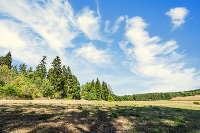 Scenic view of trees on field against sky