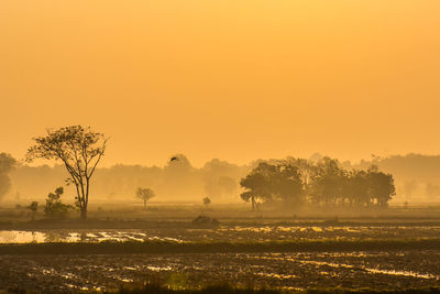 Trees on field against sky during sunset