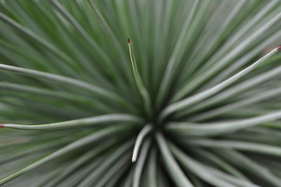 Full frame shot of palm leaf