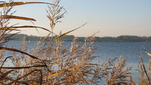 Plants by sea against clear sky