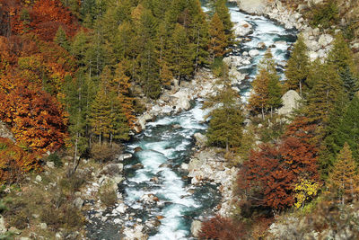 High angle view of stream amidst plants in forest