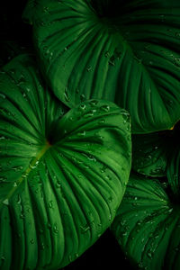 Full frame shot of wet leaves