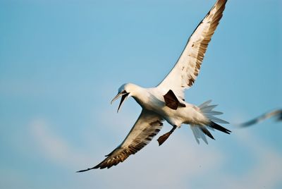 Low angle view of northern gannet flying