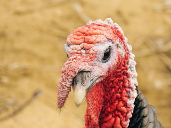 Close-up of a bird