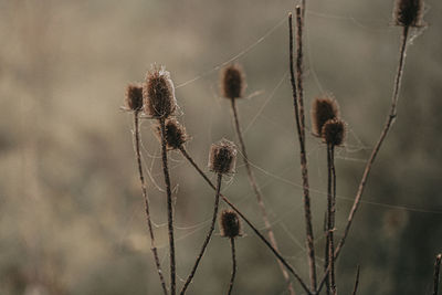 Close-up of dry plant on field