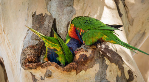 Close-up of rainbow lorikeets on tree hollow