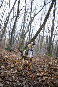 Dog in forest