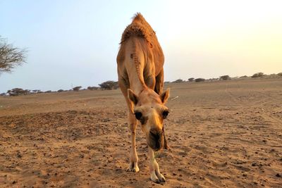 Camel in oman