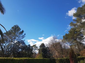 Low angle view of trees on field against blue sky