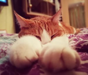 Close-up of cat relaxing on bed at home