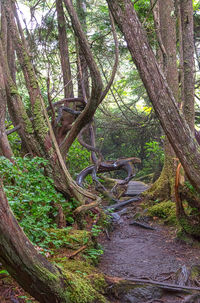 Trees in forest