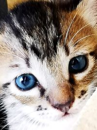 Close-up portrait of a cat
