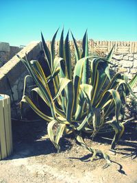 Close-up of plants