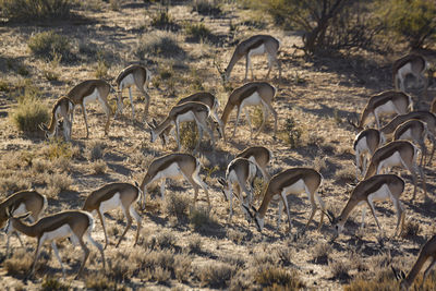 Herd of springbok grazing in backlit in kgalagari transfrontier park, south africa 