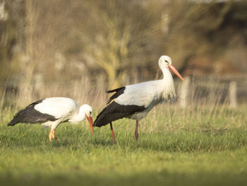 View of storks on field
