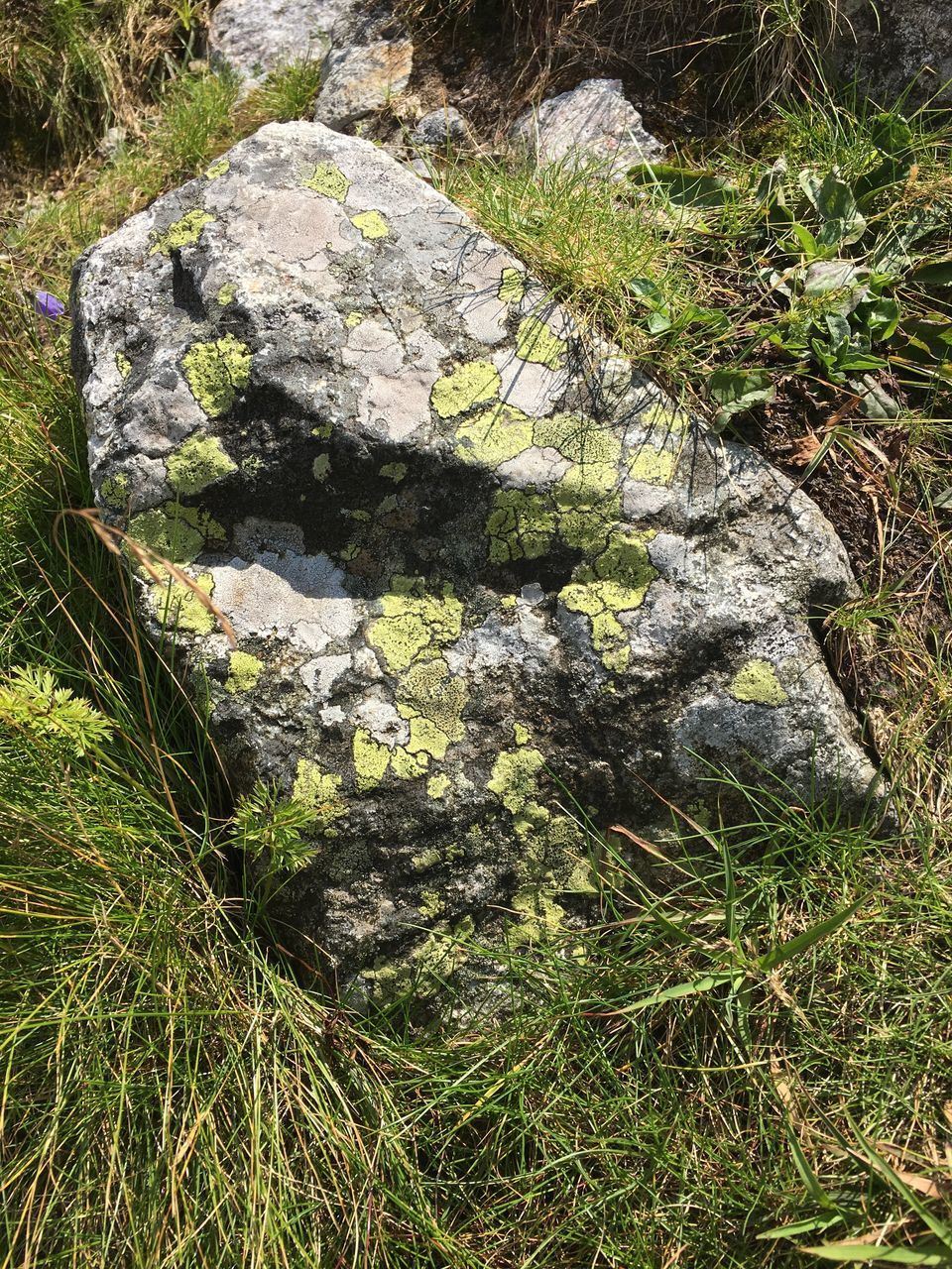 HIGH ANGLE VIEW OF MOSS ON ROCKS