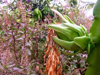 Close-up of fresh green plant