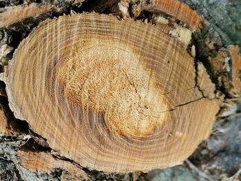 Close-up of tree stump in forest