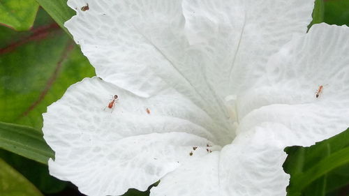 Close-up of white insect on plant