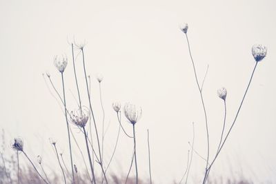 Close-up of dry plants on field against clear sky