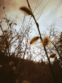 Close-up of flowers on branch against sky