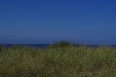 Scenic view of field against clear blue sky