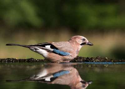 Close-up of a bird in water