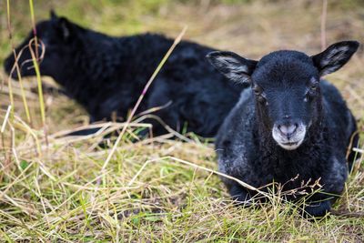 Close-up of black lamb outside