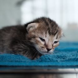 Close-up portrait of a kitten