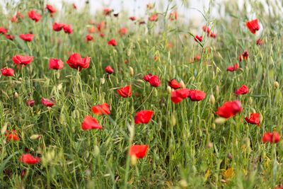 Close-up of red poppy flowers on field